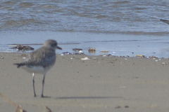 Pluvialis squatarola