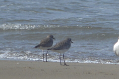 Pluvialis squatarola