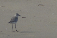 Pluvialis squatarola