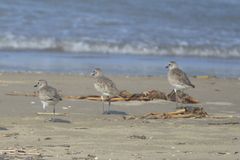 Pluvialis squatarola