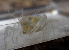 Procambarus pallidus