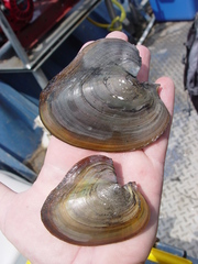 Potamilus inflatus