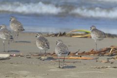 Pluvialis squatarola