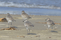 Pluvialis squatarola