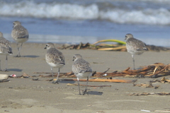 Pluvialis squatarola