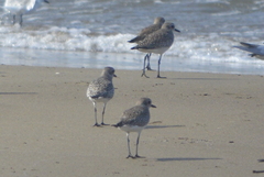 Pluvialis squatarola