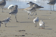 Pluvialis squatarola