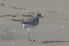 Pluvialis squatarola