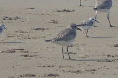 Pluvialis squatarola