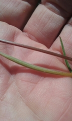 Clarkia gracilis sonomensis