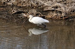 Platalea leucorodia