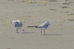 Calidris alba