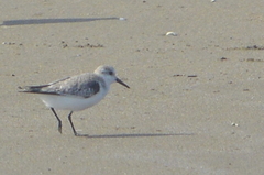 Calidris alba