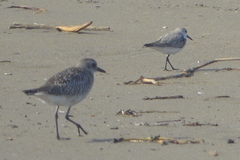 Pluvialis squatarola