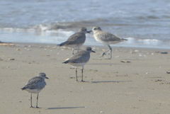 Pluvialis squatarola