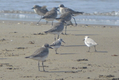 Pluvialis squatarola