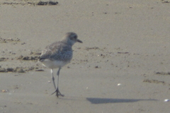 Pluvialis squatarola