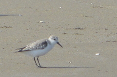 Calidris alba