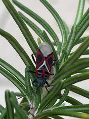 Anochrostomus formosus