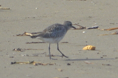 Pluvialis squatarola