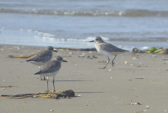 Pluvialis squatarola