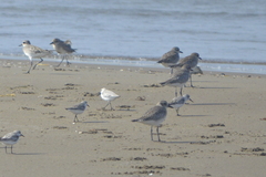 Pluvialis squatarola