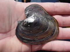 Potamilus inflatus