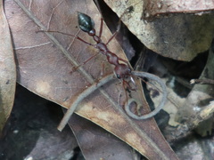 Myrmecia comata