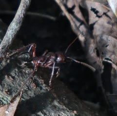 Myrmecia comata
