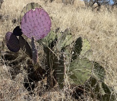 Opuntia santa-rita