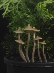 Psilocybe angulospora