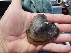Potamilus inflatus