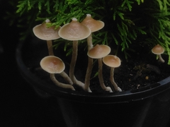 Psilocybe angulospora