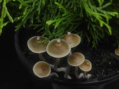 Psilocybe angulospora