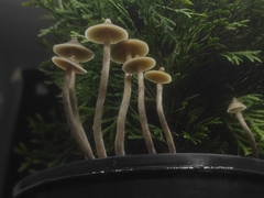 Psilocybe angulospora