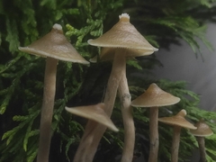 Psilocybe angulospora