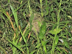 Prinia subflava pondoensis