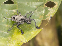 Steirastoma coenosum