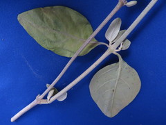 Alternanthera porrigens