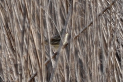 Emberiza spodocephala