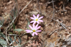 Onoseris gnaphalioides