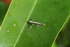 Epicephala trigonophora
