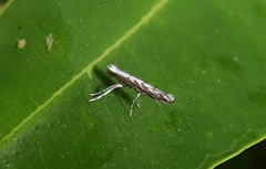 Epicephala trigonophora