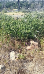 Clarkia gracilis sonomensis