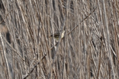 Emberiza spodocephala
