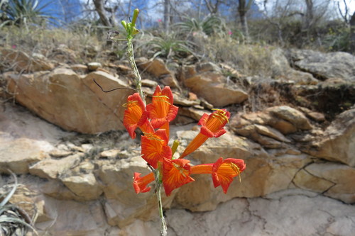 Tecoma rosifolia (Tecoma rosifolia)