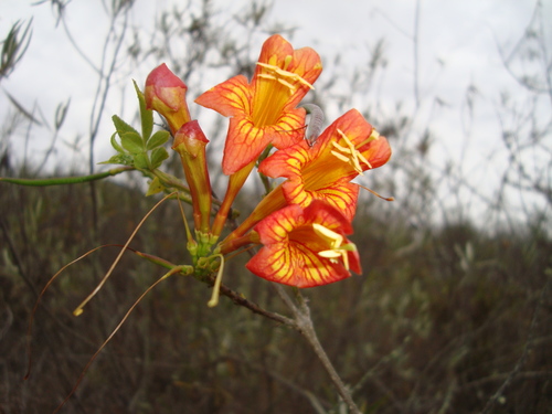 Tecoma rosifolia (Tecoma rosifolia)