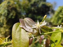 Clematis finetiana