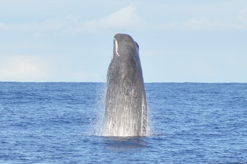 Sperm Whale, photo 10 of 10