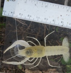 Procambarus pallidus